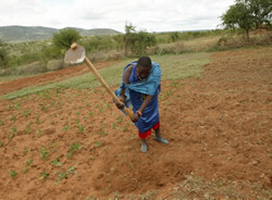 A Masai woman works a garden she has recently planted in the village of Kajiado, near Nairobi, Kenya.