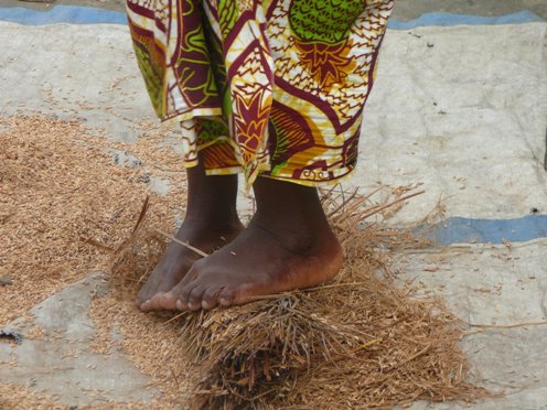 Liberian woman threshing rice with feet