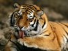 Photo: A Siberian tiger grooming