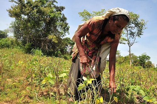 Woman works in family garden next to forest in village of Pillumallai in eastern Sri Lanka.  / Credit:Amantha Perera/IPS