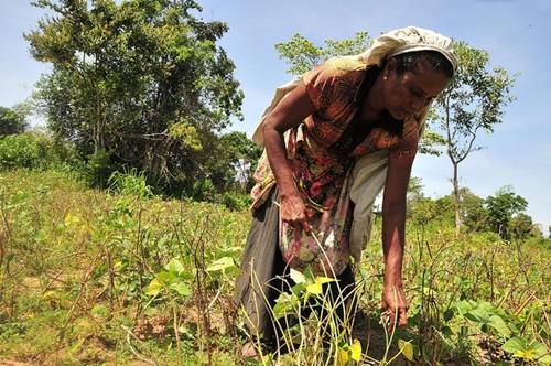 A woman works in a family garden in her village of Pillumallai in Eastern Sri Lanka.  / Credit: Amantha Perera/IPS