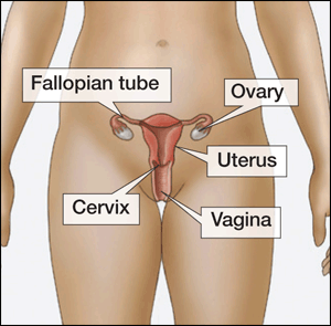 illustration of female anatomy showing fallopian tubes, ovary, cervix, uterus, and vagina
