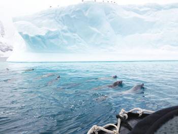 Antarctca fur seals, photo taken on March 6, 2013. Liu sets foot on the icy continent earlier this year and finds the experience almost spiritual. [China Daily]