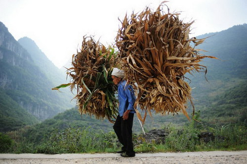 A 71-year-old woman from the Miao ethnic minority group carries corn stalks home. There is no crop this year because of the drought, so she will use the stalks for fuel. [sxdaily.com.cn]